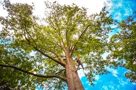 Best Palm Tree Trimming  in Green Island, NY