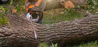 Best Tree Removal  in Green Island, NY