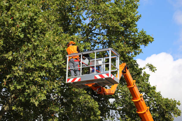 Best Tree Preservation Services  in Green Island, NY