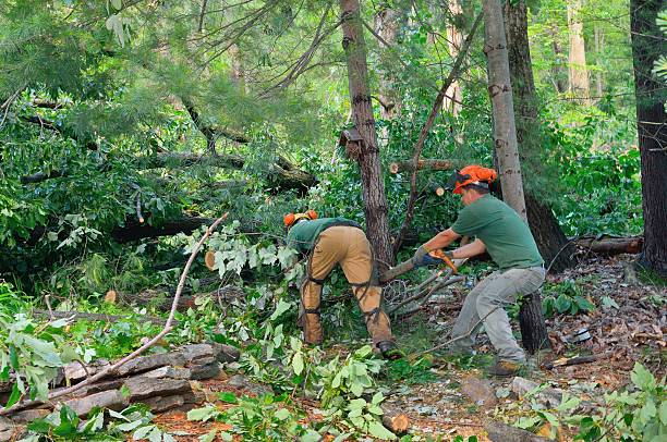 Best Root Management and Removal  in Green Island, NY