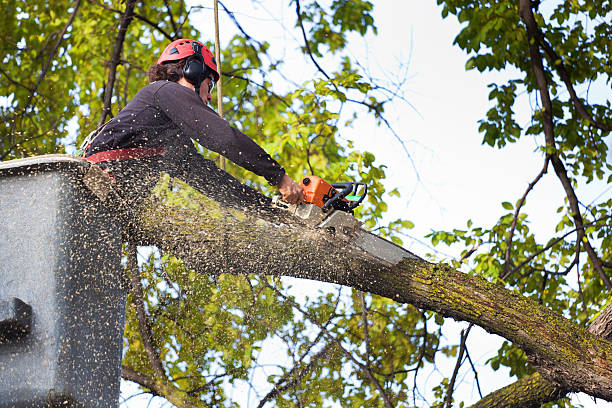 Best Tree Maintenance Programs  in Green Island, NY