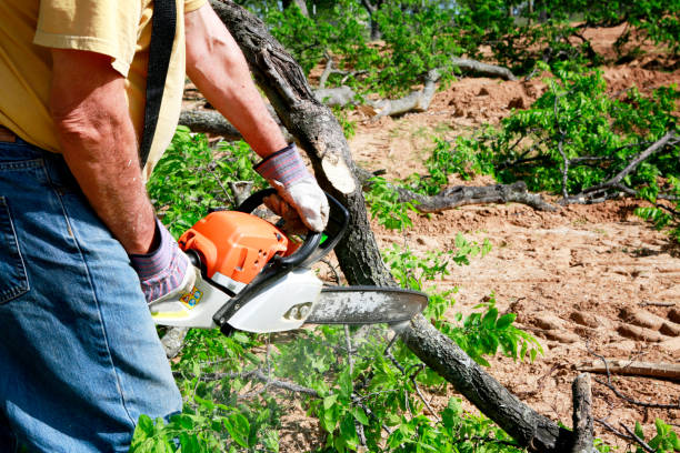 How Our Tree Care Process Works  in  Green Island, NY